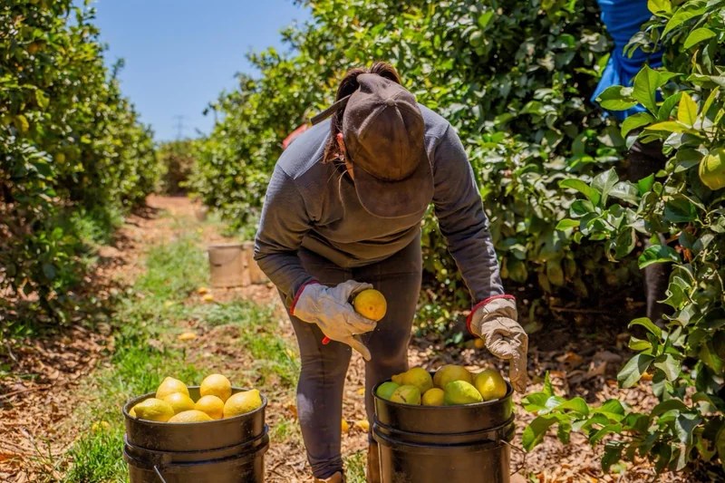 Persona cosechando limones entre los árboles de un huerto