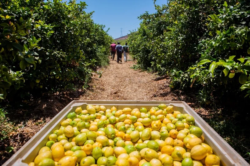 Cajas de limones recién cosechados en un huerto